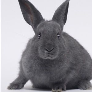 Meet your Posher, Mia